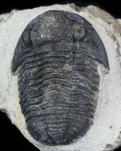 Bargain, Gerastos Trilobite Fossil - Morocco #57613